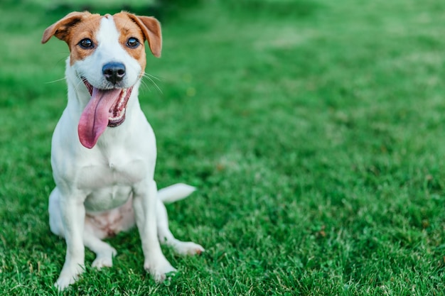 Jack russell terrier sits on grass closeup