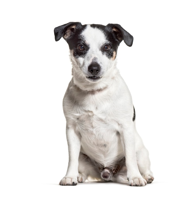 Jack Russell Terrier sitting against white