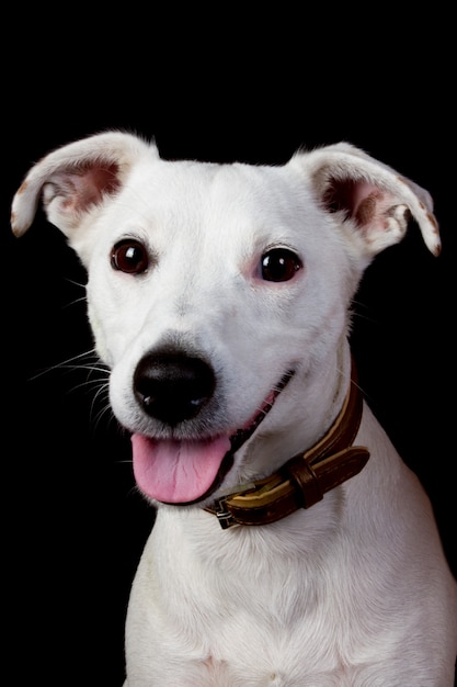 Jack Russell Terrier sitting on black