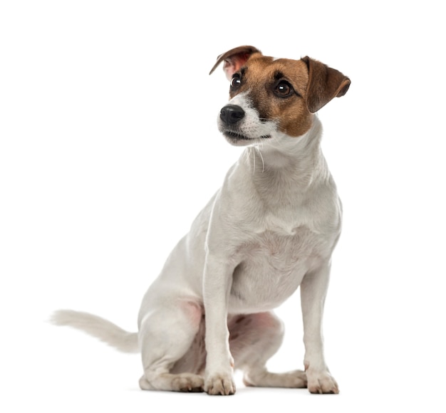 Jack Russell Terrier sitting and looking away isolated on white