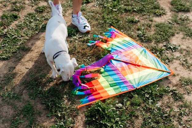 Jack russell terrier sniffing rainbow kite lying on grass outdoors top view