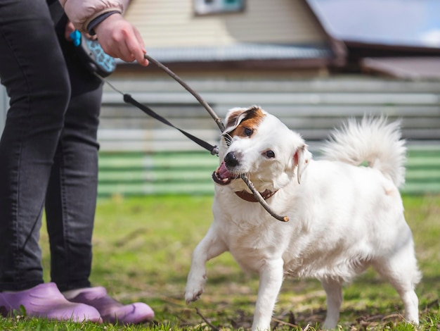 Jack Russell Terrier speelt met een stok Het concept van vriendschapshuisdieren