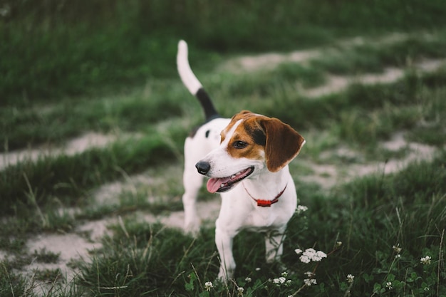 Jack Russell Terrier speelt op gras close-up Het concept van dieren