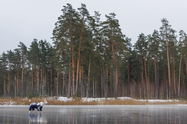 Jack Russell Terrier staat op het ijs van een meer in een winterbos Een hond in een blauw warm donsjack op een achtergrond van groene dennenbomen Het dier wordt weerspiegeld in het bevroren water