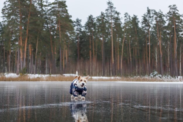 Jack Russell Terrier staat op het ijs van een meer in een winterbos Een hond in een blauw warm donsjack op een achtergrond van groene dennenbomen Het dier wordt weerspiegeld in het bevroren water