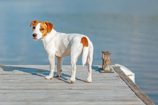 Jack Russell Terrier stands by the water