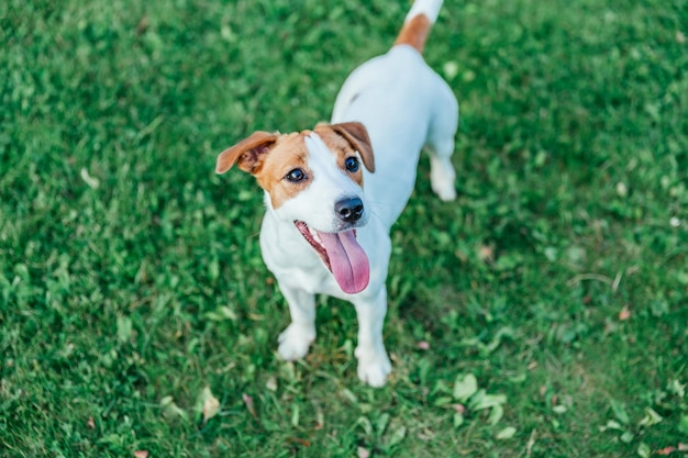 Jack Russell Terrier는 잔디 소프트 포커스에 서 있습니다.