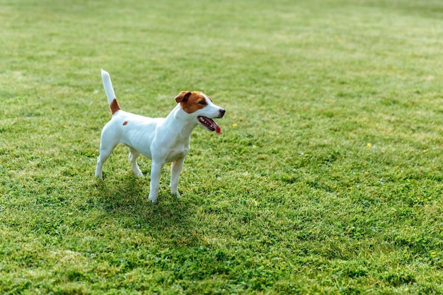 Jack Russell Terrier stands on the grass