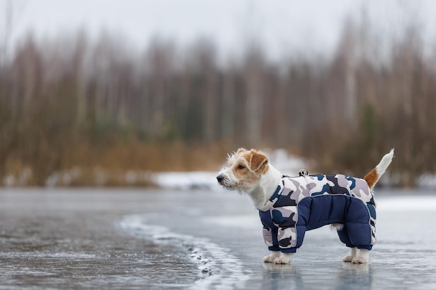 Jack russell terrier stands on the ice of a lake in a winter\
forest a dog in a blue warm down jacket on a background of green\
pine trees the animal is reflected in the frozen water