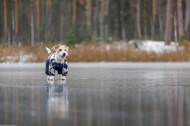 Jack russell terrier stands on the ice of a lake in a winter\
forest a dog in a blue warm down jacket on a background of green\
pine trees the animal is reflected in the frozen water