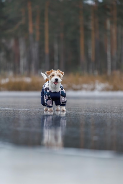 Jack russell terrier stands on the ice of a lake in a winter\
forest a dog in a blue warm down jacket on a background of green\
pine trees the animal is reflected in the frozen water