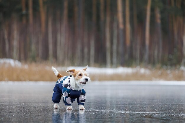 Jack Russell Terrier stands on the ice of a lake in a winter forest A dog in a blue warm down jacket on a background of green pine trees The animal is reflected in the frozen water