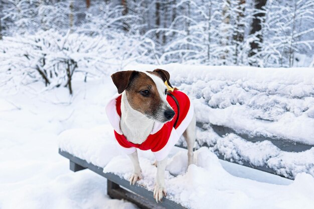 Jack Russell Terrier A thoroughbred dog in a Santa Claus costume Holidays and events