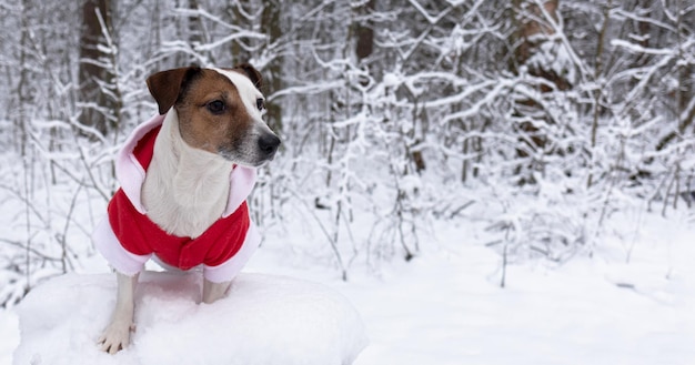 Jack Russell Terrier A thoroughbred dog in a Santa Claus costume Holidays and events