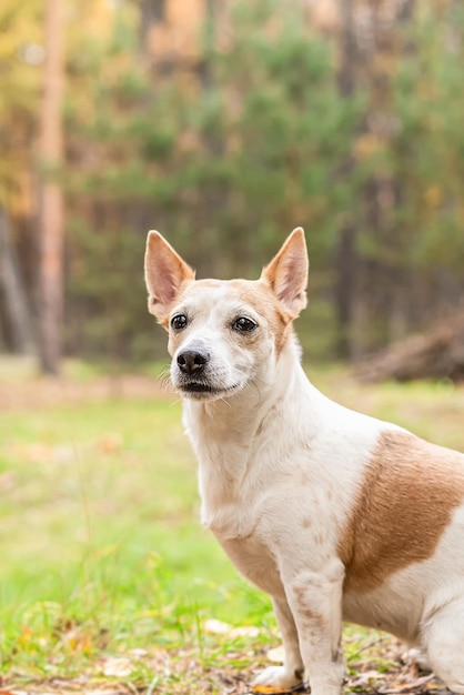 Jack Russell Terrier volbloed hond in een natuurpark close-up Huisdieren