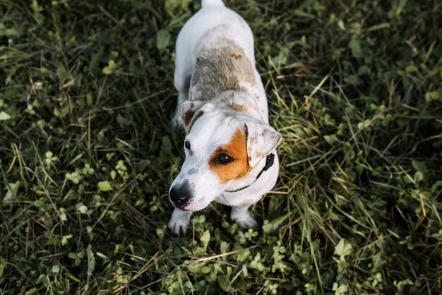 Jack Russell Terrier for walk, dirty playful dog looking up. Portrait of soiled dog stands on green grass outdoors.