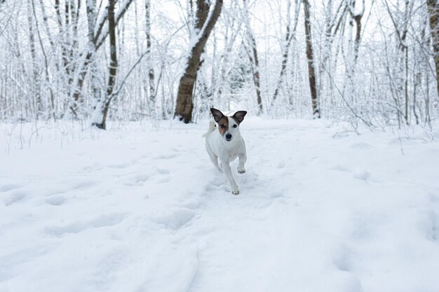 Jack Russell terrier in winter in a public park A thoroughbred dog Animal themes Pets