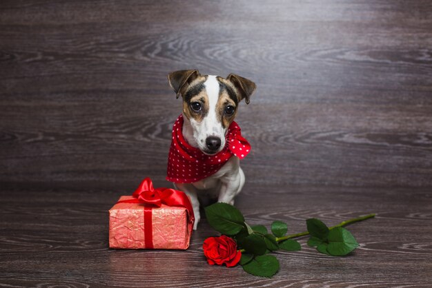 Jack Russell Terrier with festive gift box.