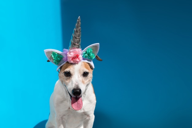 Jack russell terrier with unicorn horn on blue background