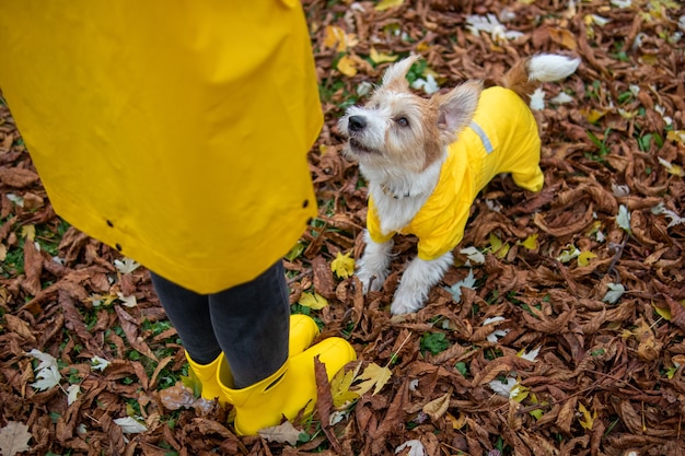 Jack russell terrier in a yellow raincoat stands in front of a girl in the park