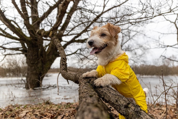 Jack Russell Terrier in a yellow raincoat for a walk The dog stands in the park near the tree against the backdrop of the lake Spring dirty weather