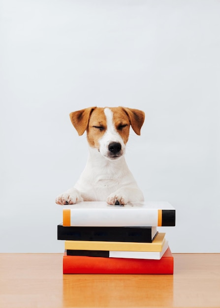 Jack Russell Terriër zit met boeken lezen en studeren op een witte achtergrond