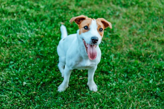 Jack Russell Terrier zit op grasclose-up