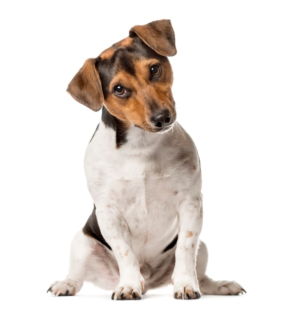 Jack Russell Terrier zittend, geïsoleerd op wit