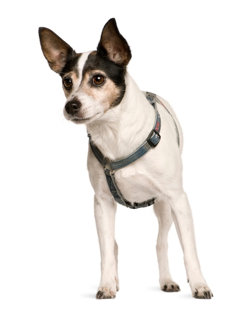 Jack russell terrier   