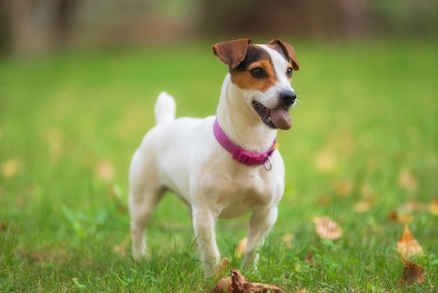 Jack Russell-terriërhond in het park op grasweide