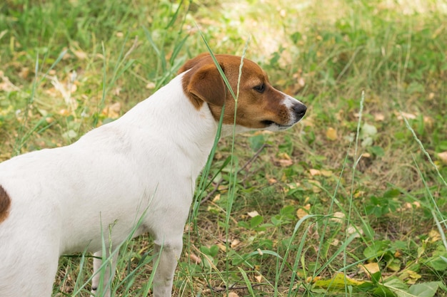 Jack Russell-terriërhond in het park op het gras