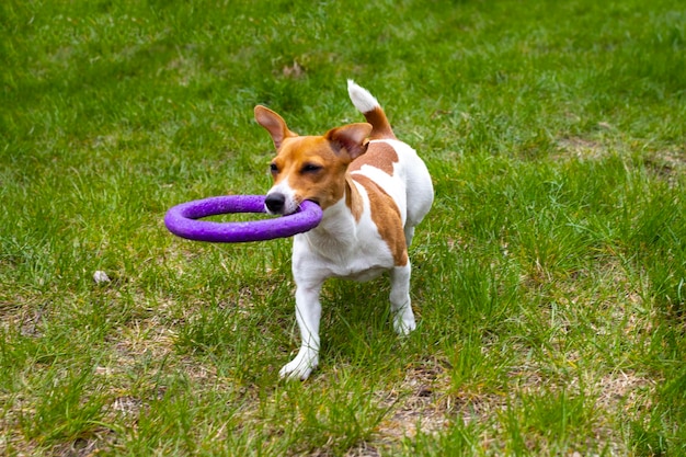 Jack Russell-terriërhond speelt met speelgoedKleine puppy met trekspeelgoed tussen tanden Schattige kleine huishond