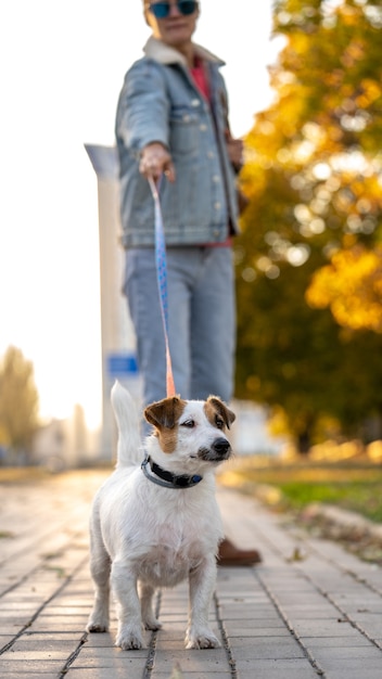 Jack Russell trekt aan de lijn. Vrouwenwandeling met hond in herfstpark