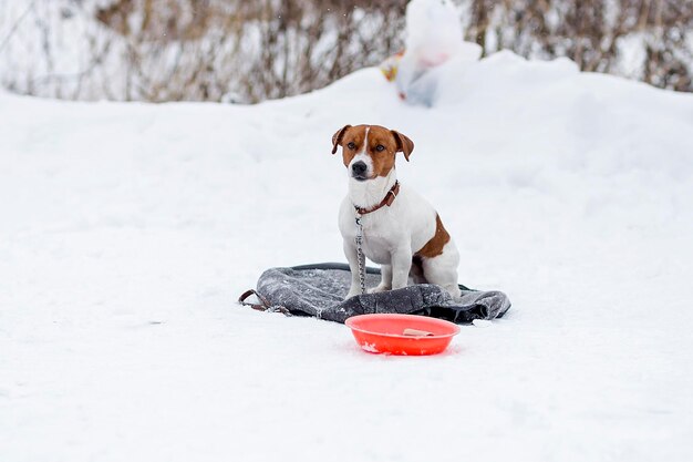 Jack russell wacht in de kou op zijn meester