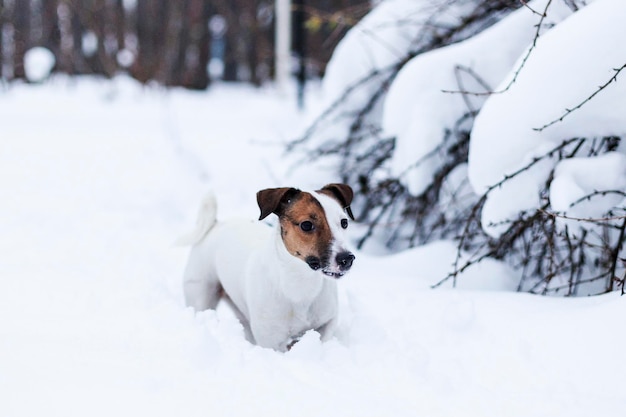 Jack Russell walking in the snowy Park