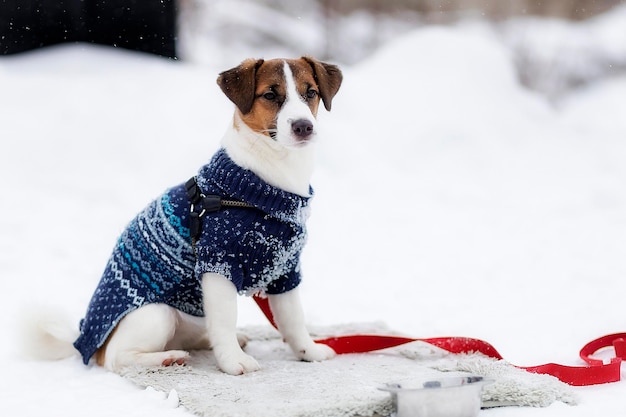 Jack Russell in a warm jacket on the street