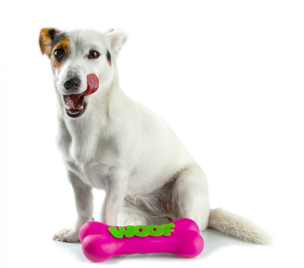 Jack Russell with a rubber bone