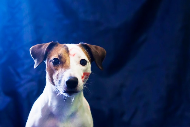 Jack Russell zoenen op blauwe achtergrond