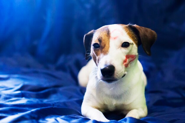 Jack Russell zoenen op blauwe achtergrond