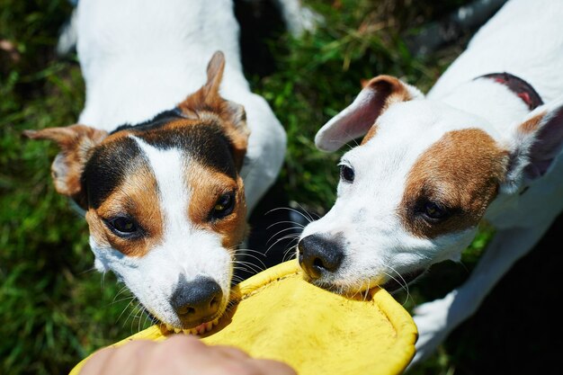 Jack russells fight over toy