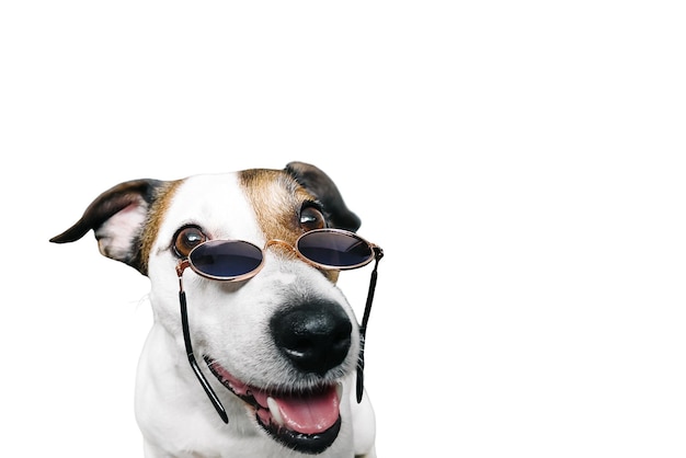 Jack Russells muzzle with glasses funny on a white background