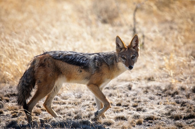 Foto primo piano dello sciacallo nel parco nazionale dell'africa