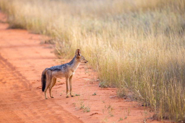 Jackal on the road are posing and watching