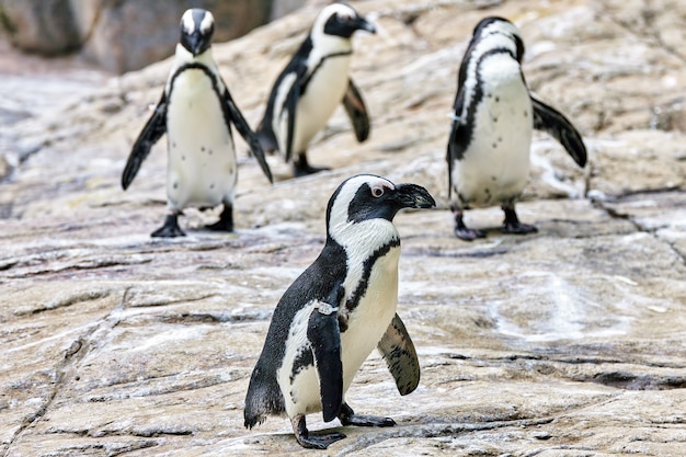 自然の中で自然の生息地にいるジャッカスペンギン。