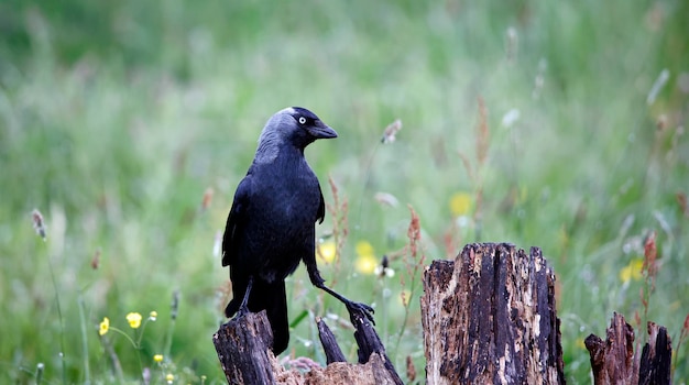 Jackdaw perched on an old log in a meadow