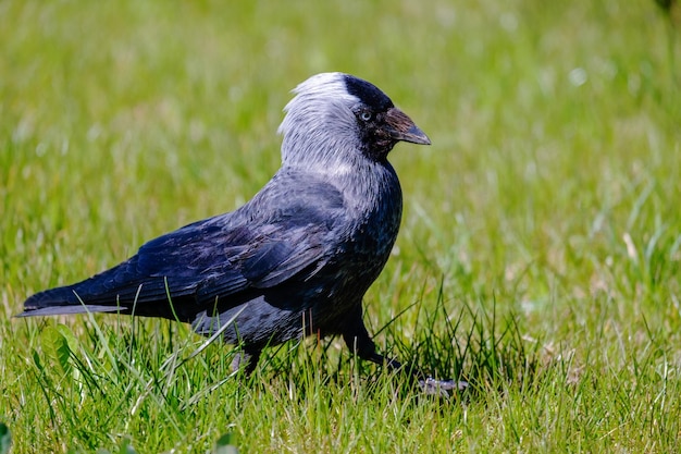 Jackdaw A serious bird walks on the grass Closeup