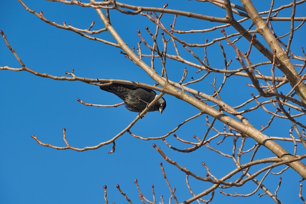 Jackdaw sitting on a branch of chestnut.