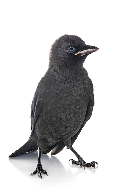 jackdaw in studio