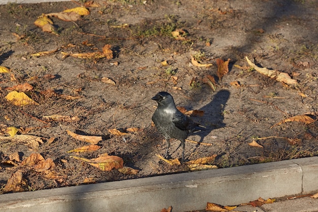 Jackdaw walking on the lawn in the town square.