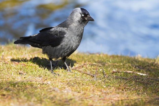 Photo jackdaw at the waterside in spring